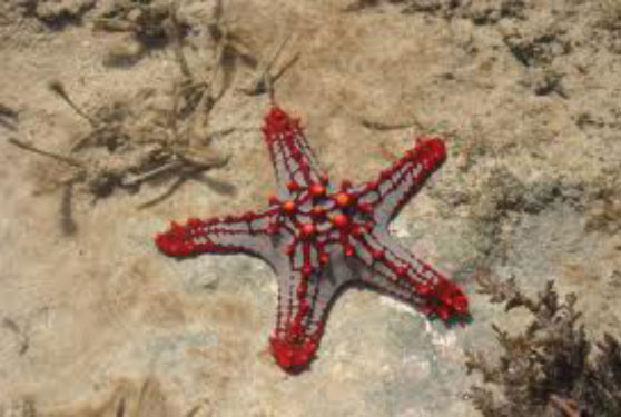 (starfish.jpg)