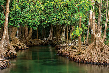 (mangrove_ang.jpg)