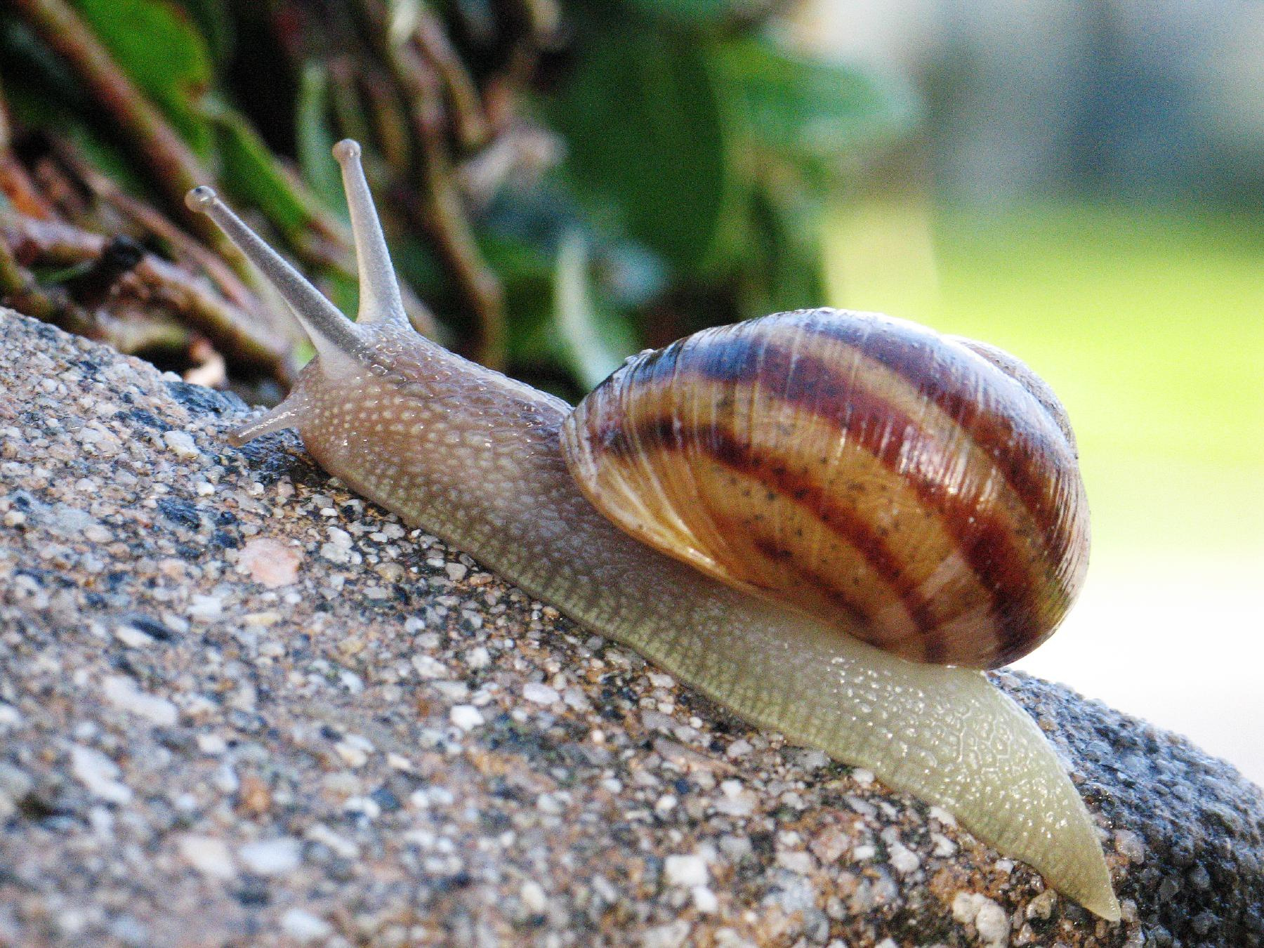 (snail.jpg)