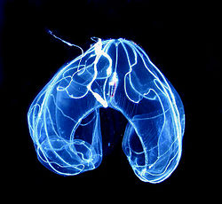 (bioluminiscenca.jpg)