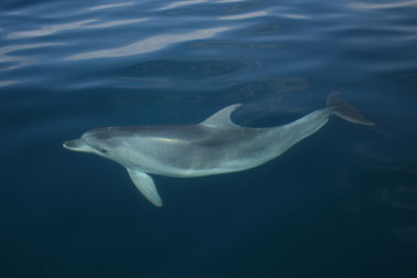 (delfin.jpg)
