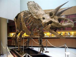 (triceratops.jpg)