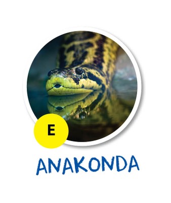 anakonda