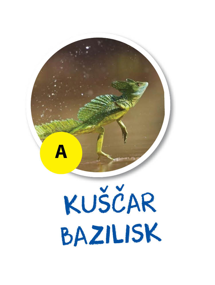 bazilisk