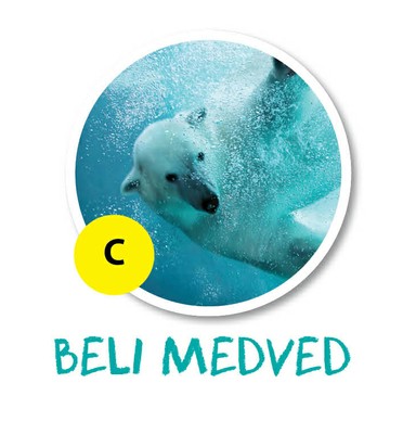 beli_medved