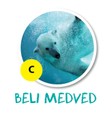 beli_medved