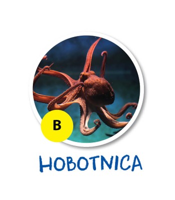 hobotnica
